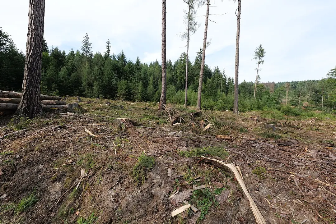 Bleibeskopf