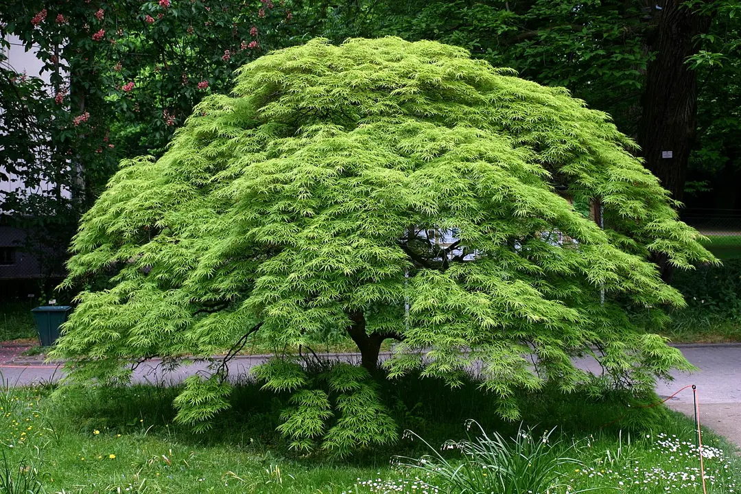 Botanischer Garten