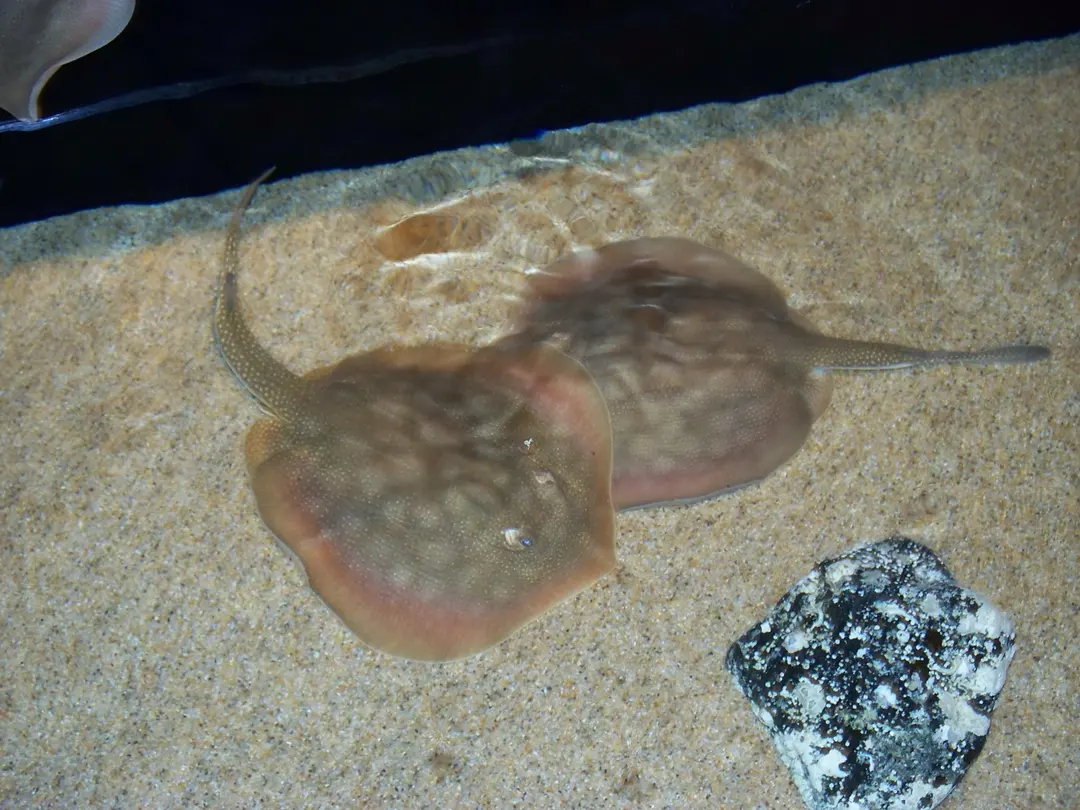 Aquarium of the Pacific