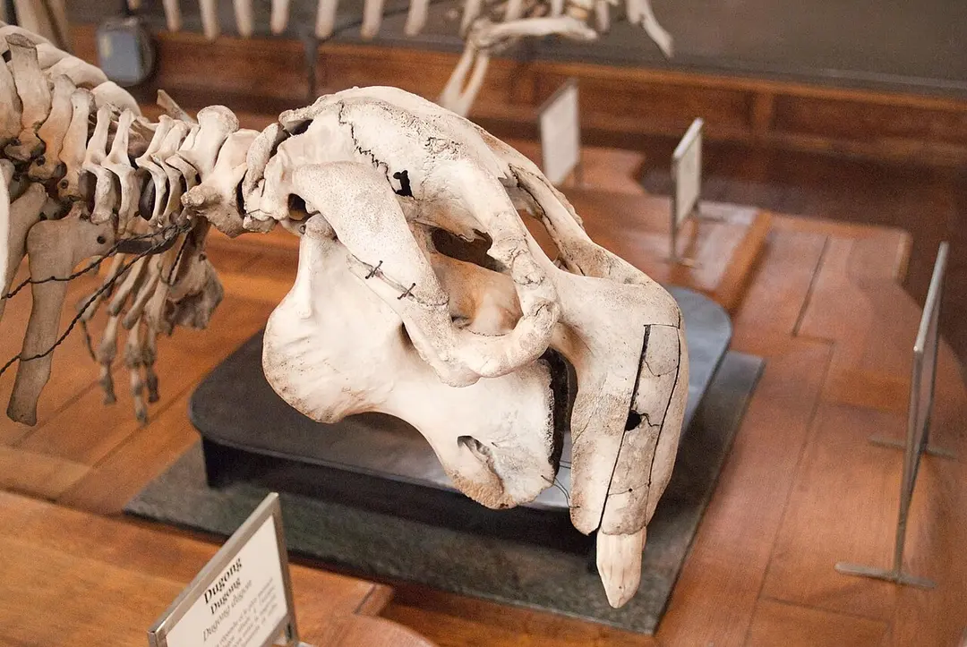 Galerie de Paléontologie et d'Anatomie comparée