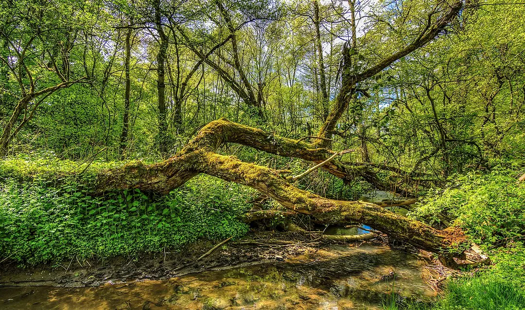 Rumbachtal, Gothenbach, Schlippenbach