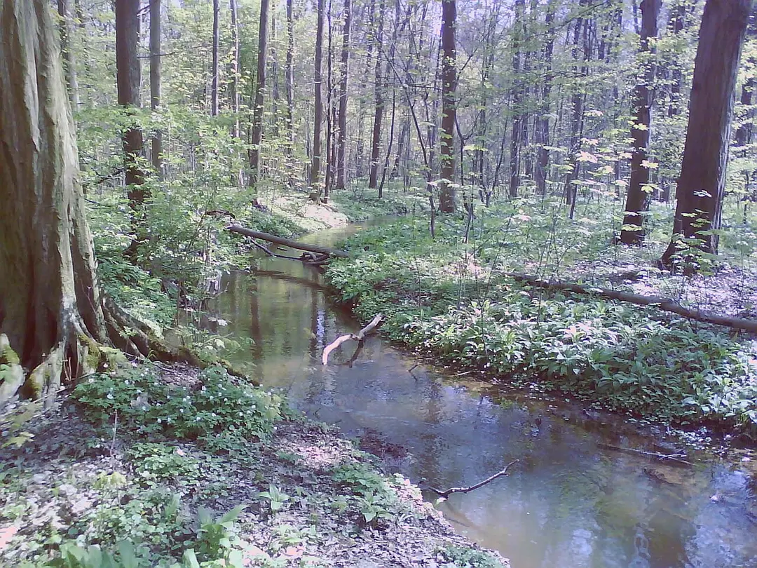Burgauenbach