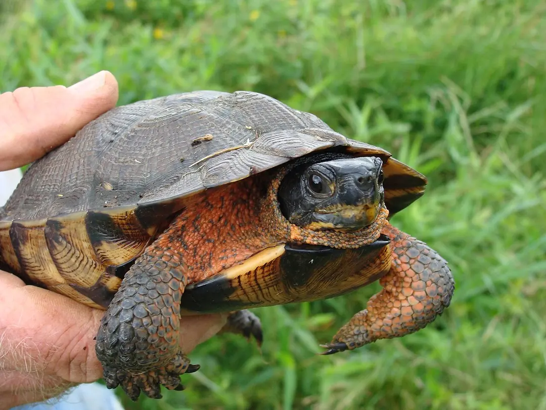 Great Swamp National Wildlife Refuge