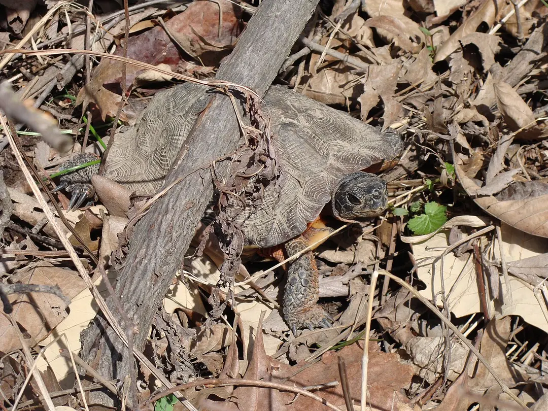 Great Swamp National Wildlife Refuge
