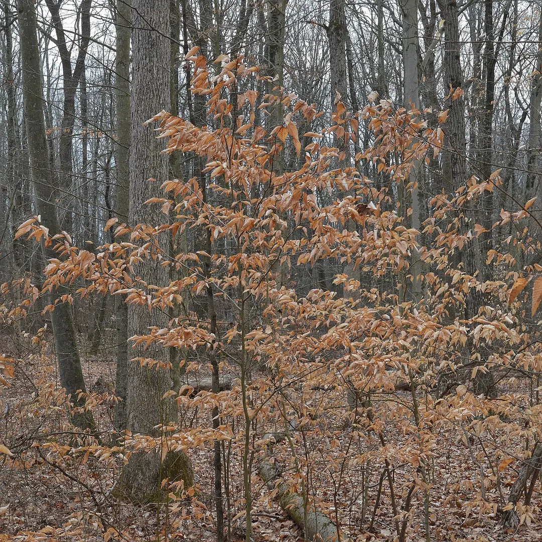 Great Swamp National Wildlife Refuge