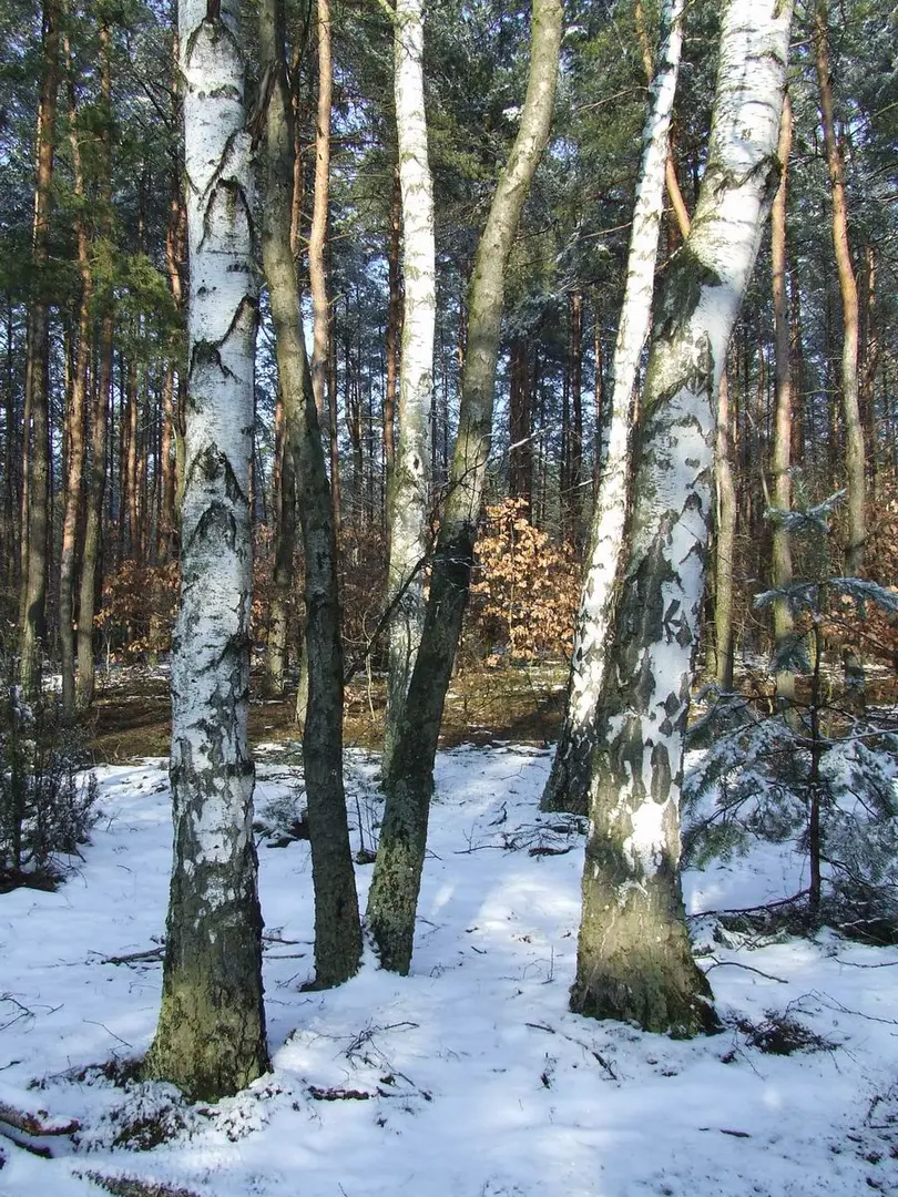 Nationalpark Kampinos