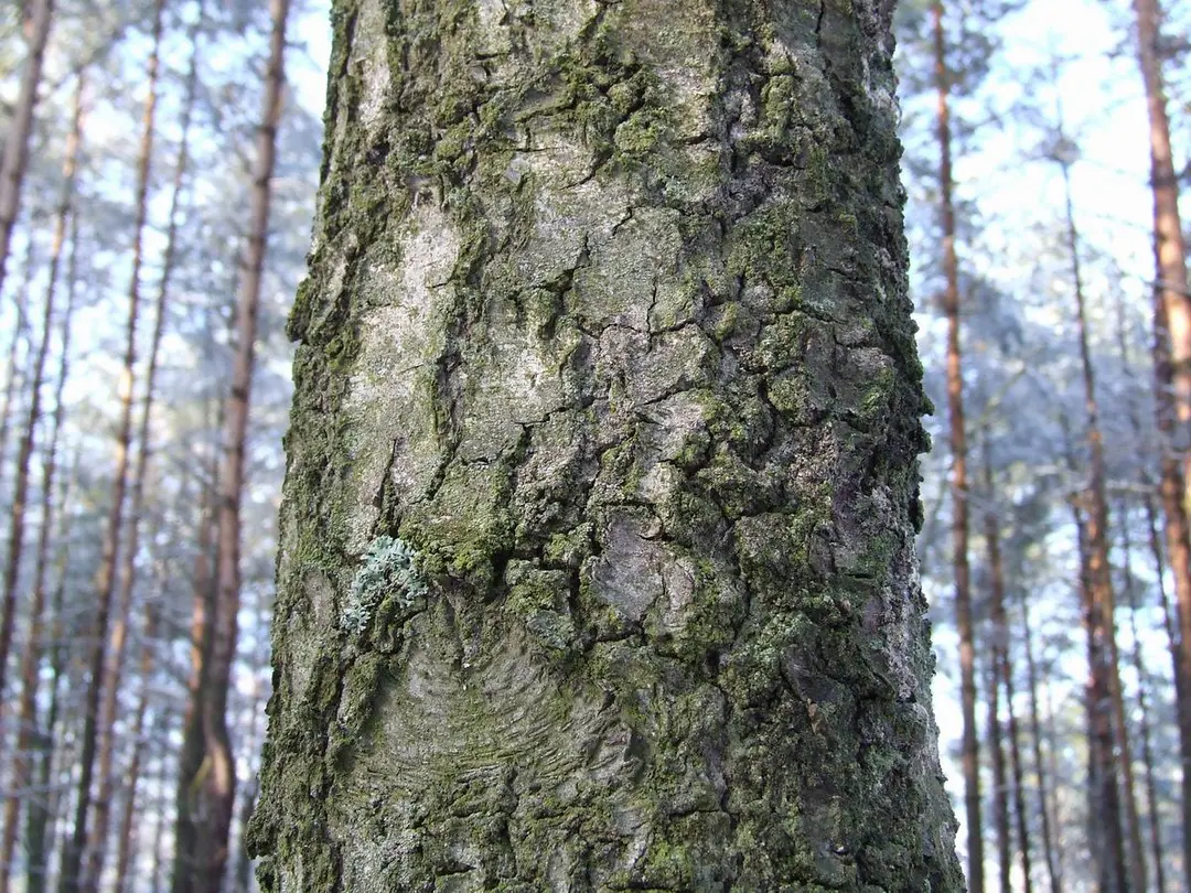 Nationalpark Kampinos