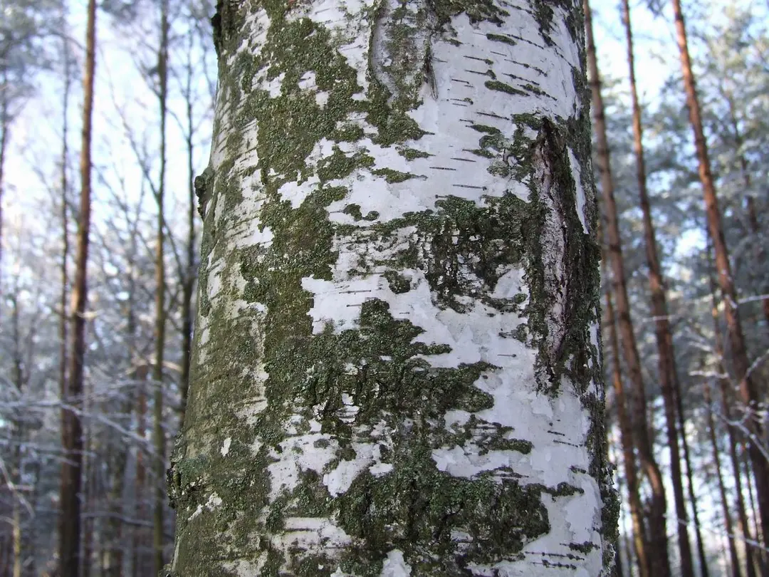 Nationalpark Kampinos