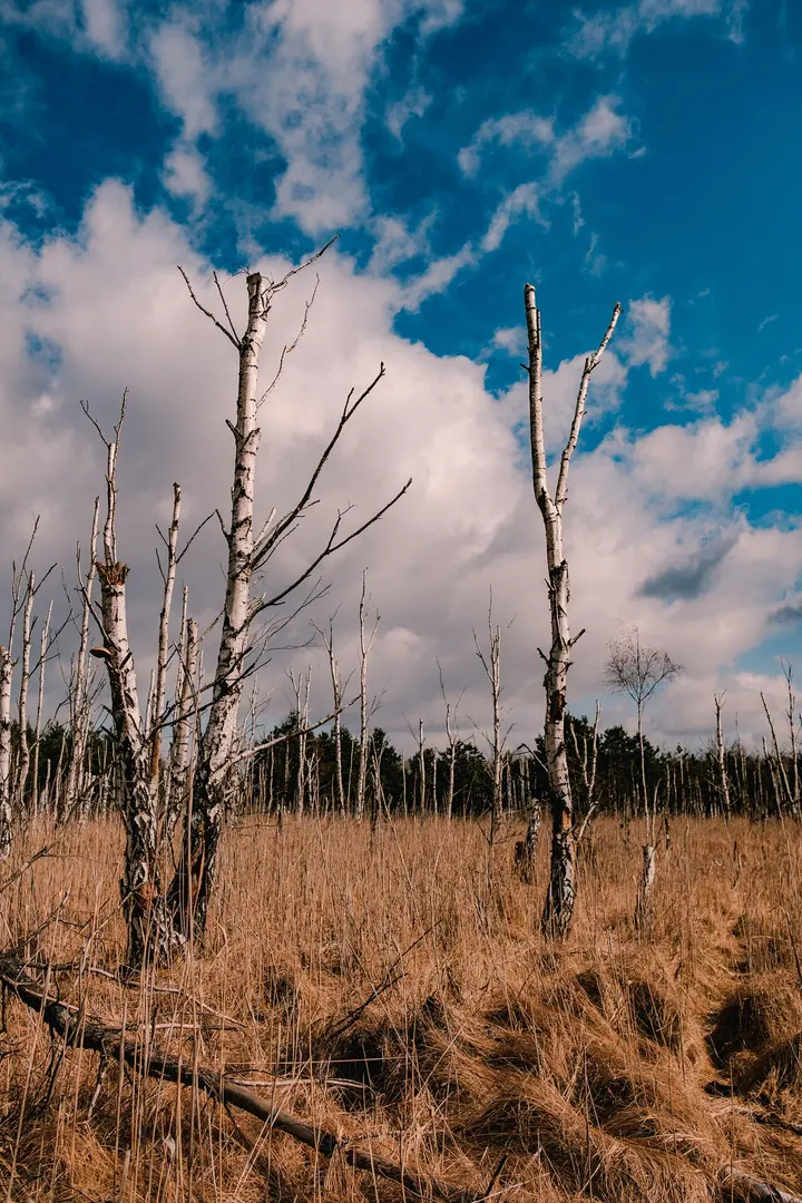 Nationalpark Kampinos