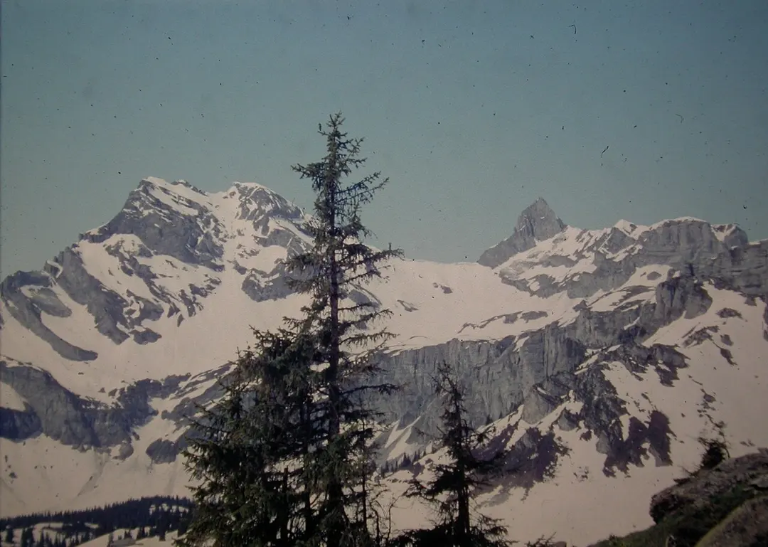 Braunwald