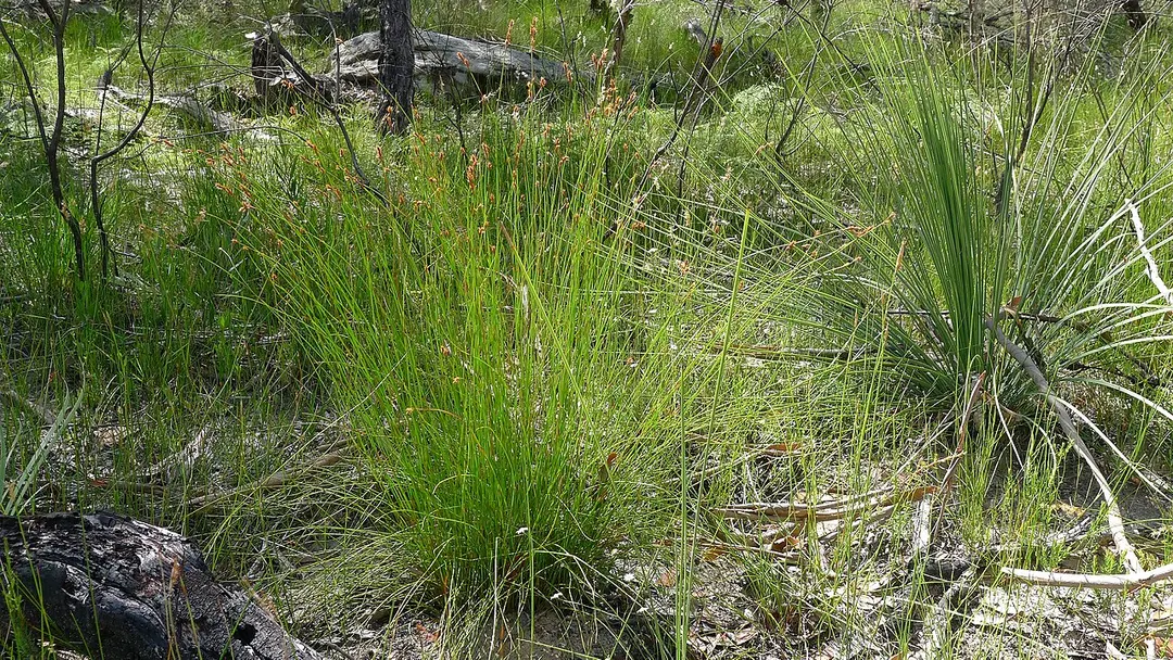 Dharawal National Park
