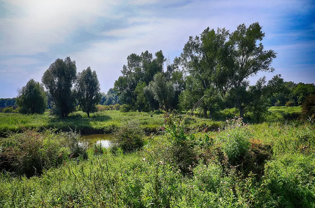 Oostvaardersplassen