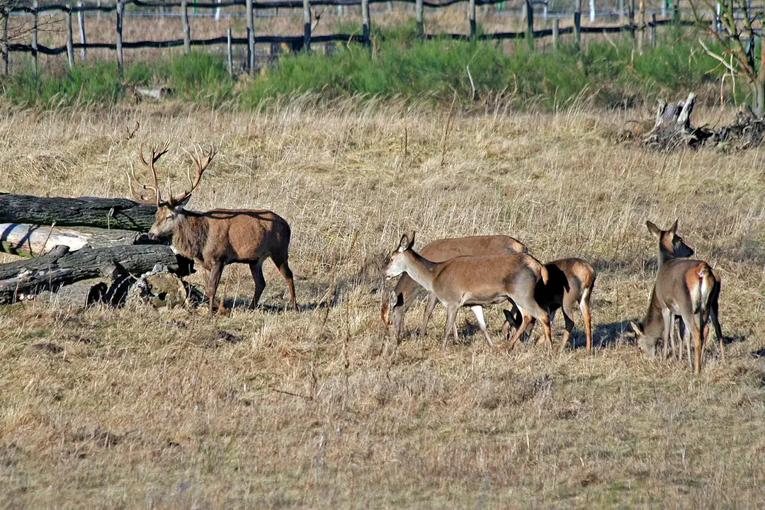 Döberitzer Heide