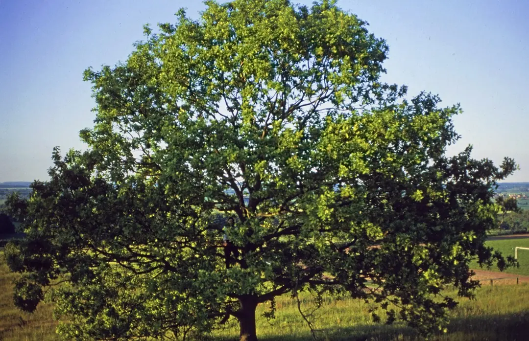 Aschberg