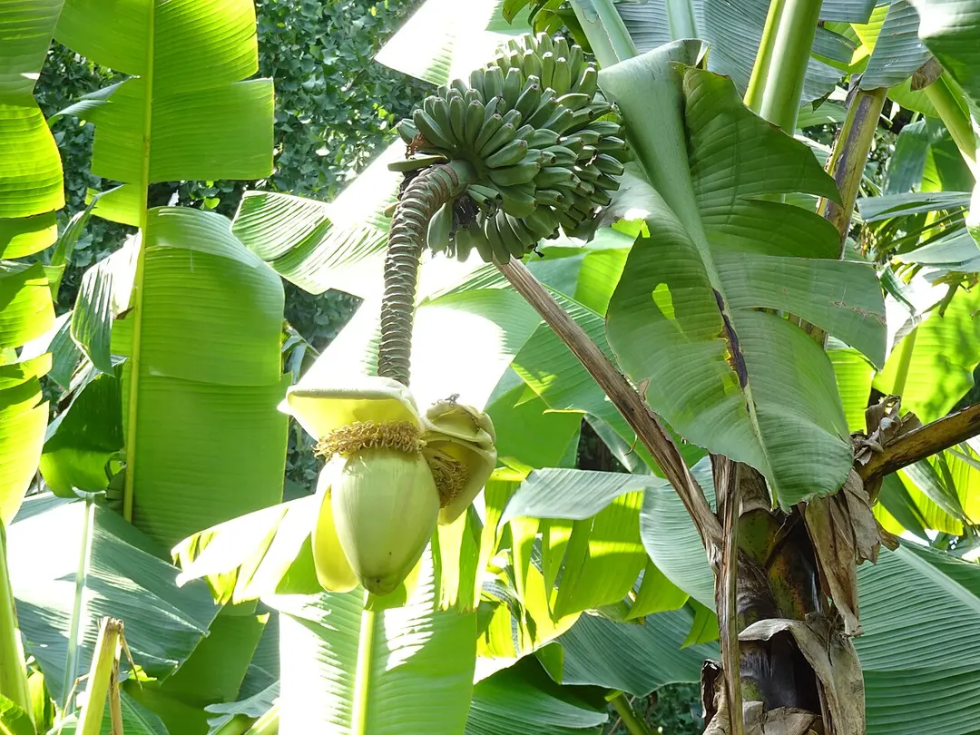 小石川植物園