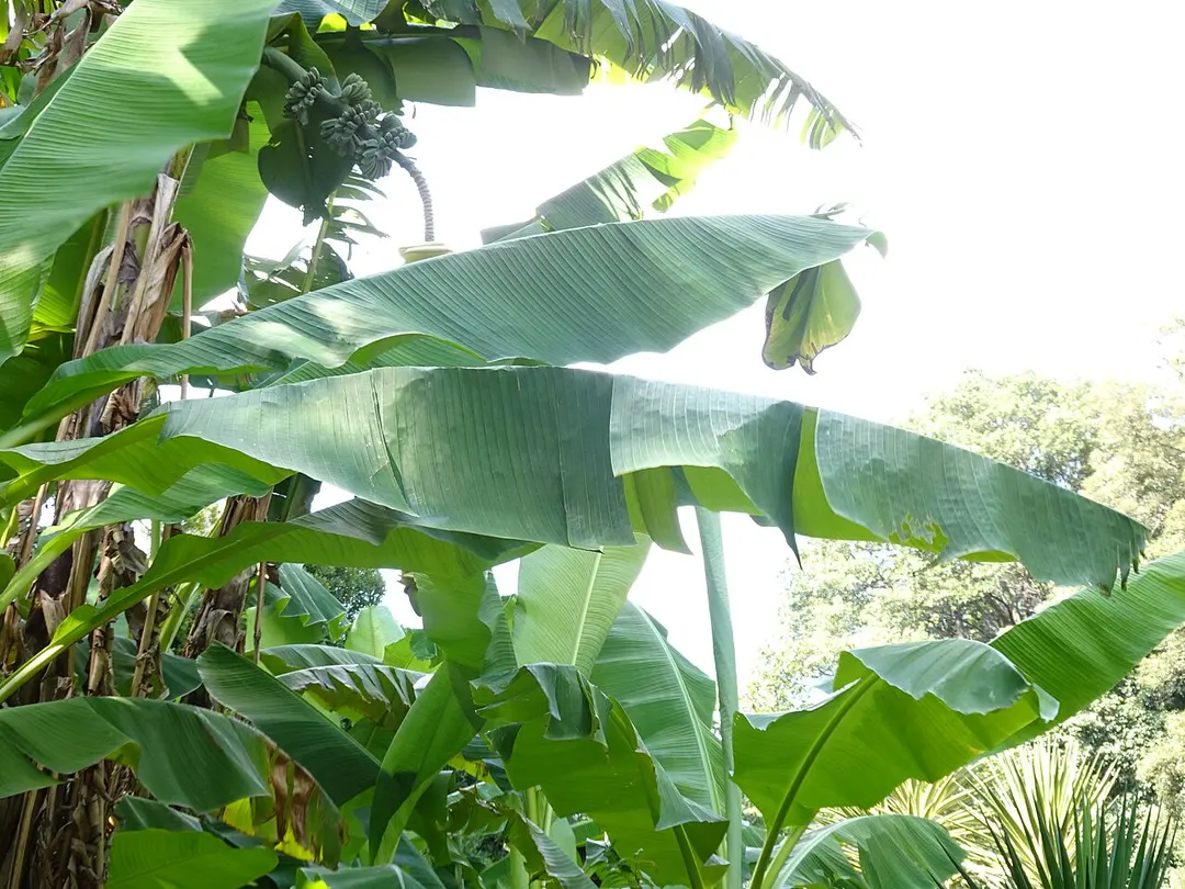 小石川植物園