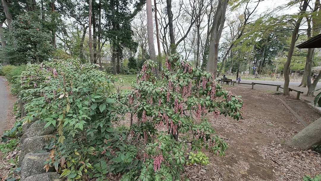 Inokashira Imperial Grant Park