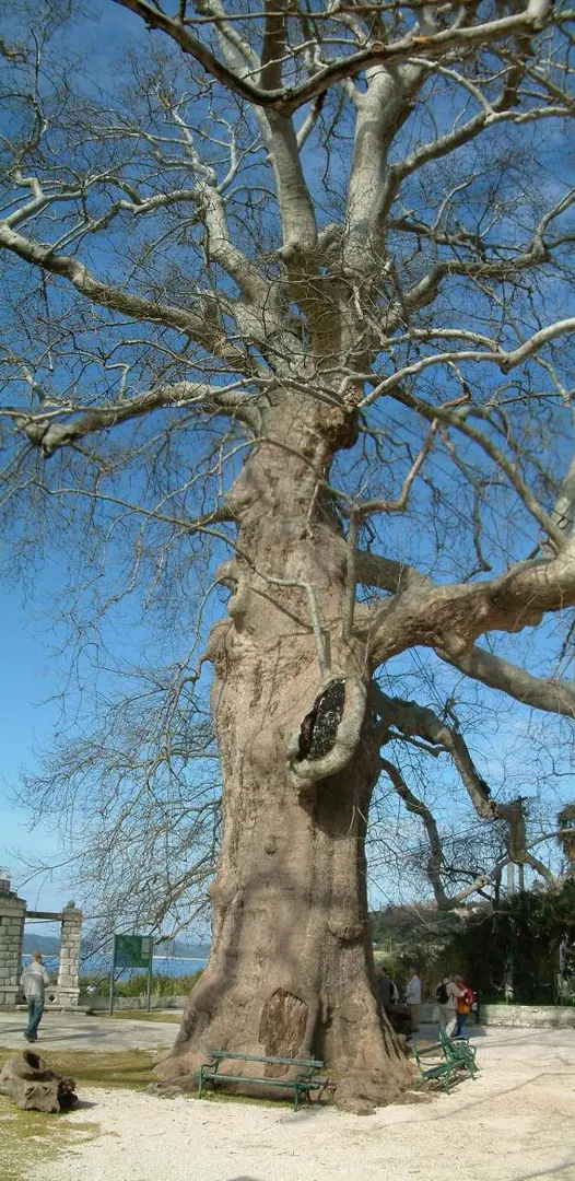 Arboretum
