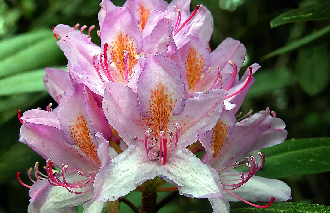 Azalea and Rhododendron Park Kromlau