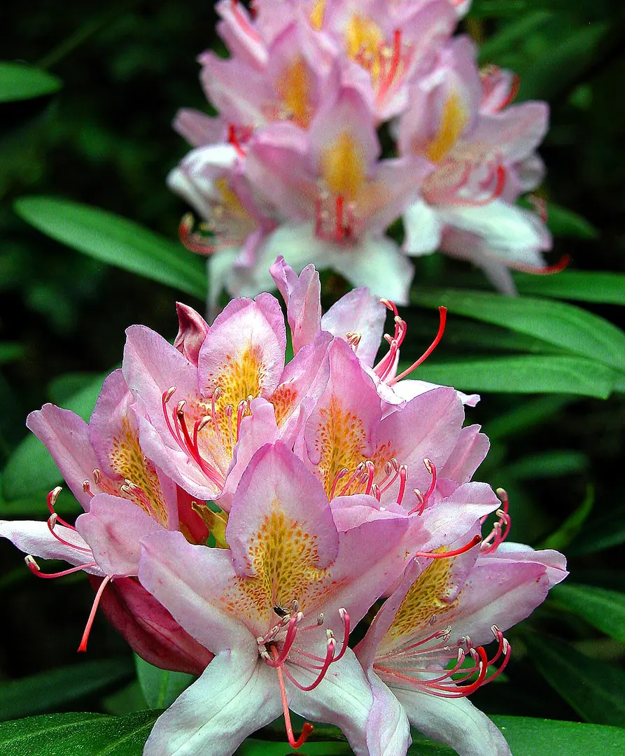 Azalea and Rhododendron Park Kromlau