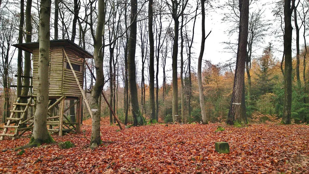 Buchwaldskopf
