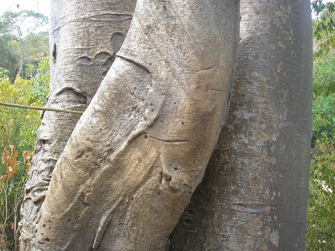 Baobá Maria Gorda