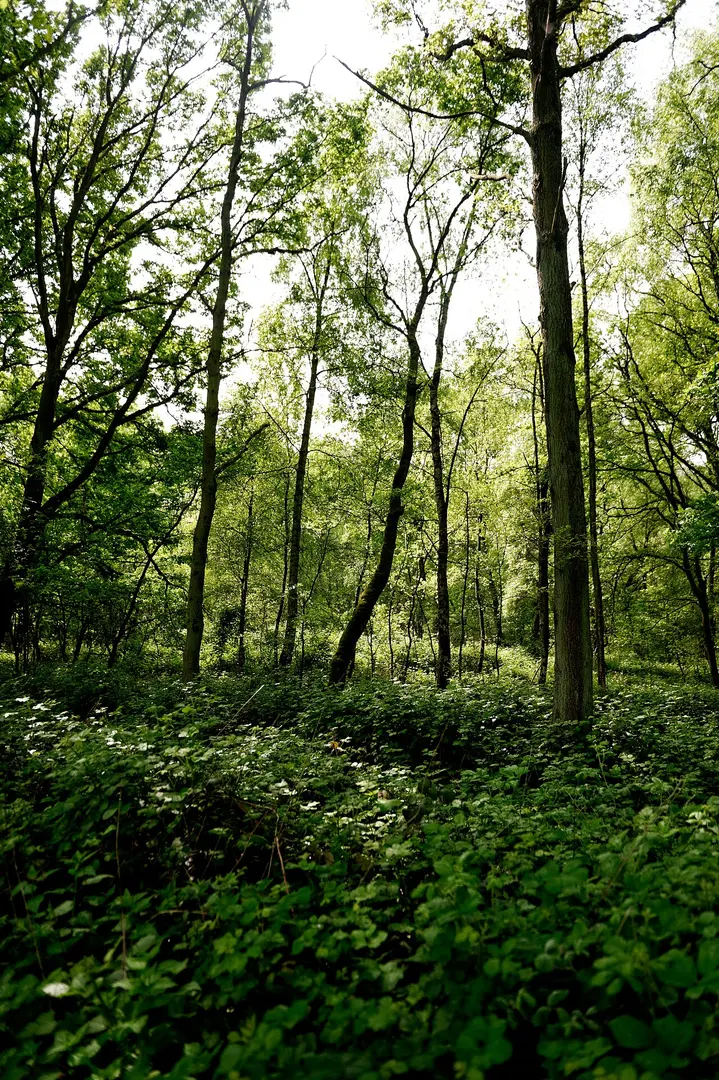 Niederheide am Egelsberg