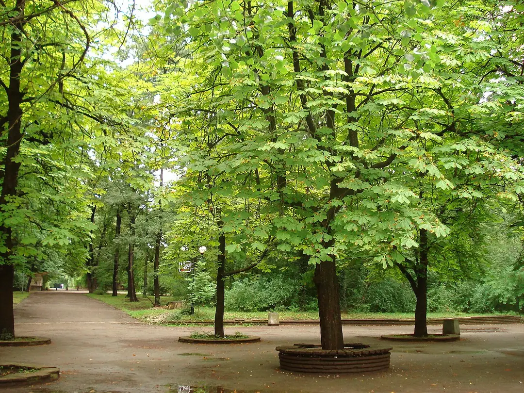 Borisova Gradina