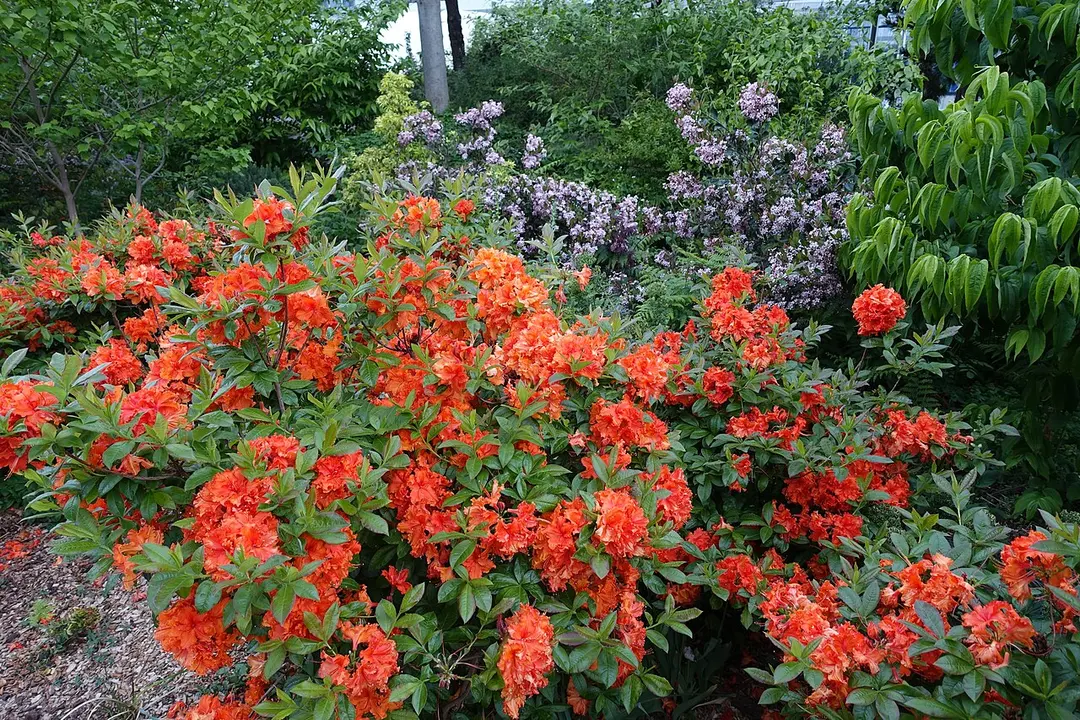 Jardin Atlantique