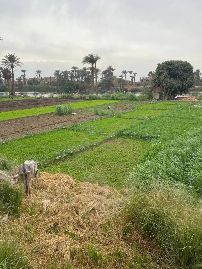 El Quseyya