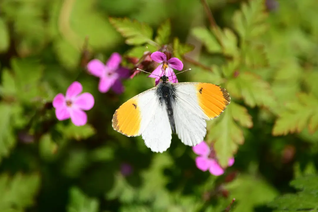 Seffent mit Wilkensberg