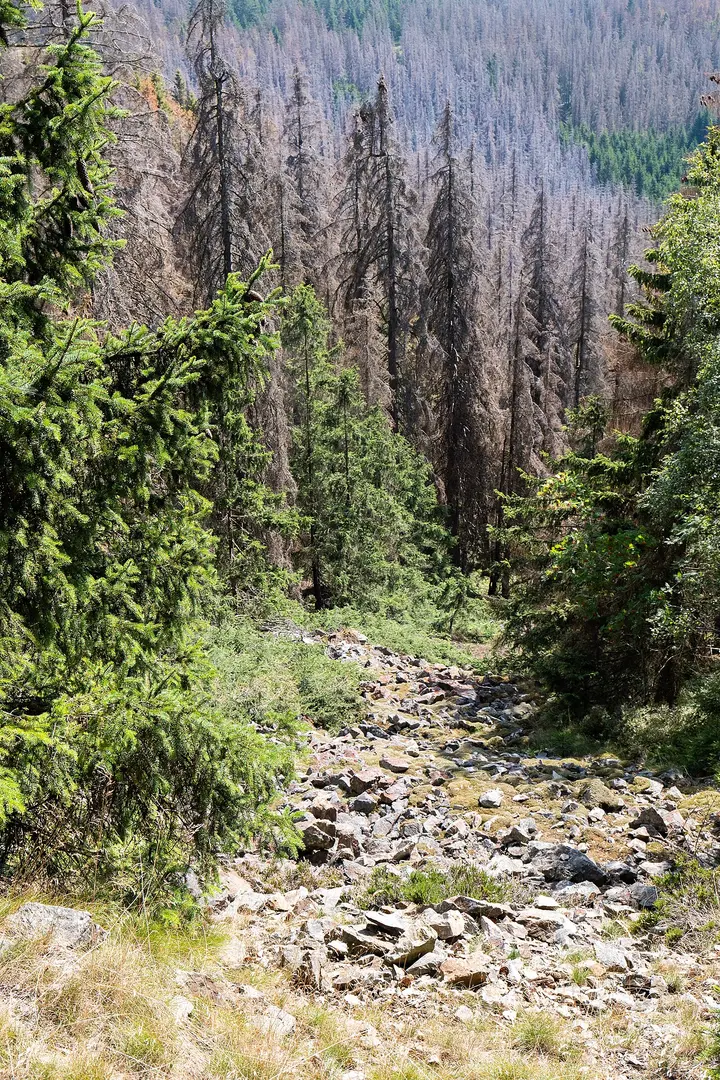 Auf dem Acker