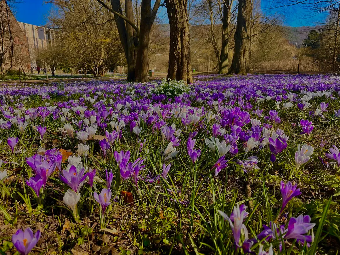 Alter Botanischer Garten