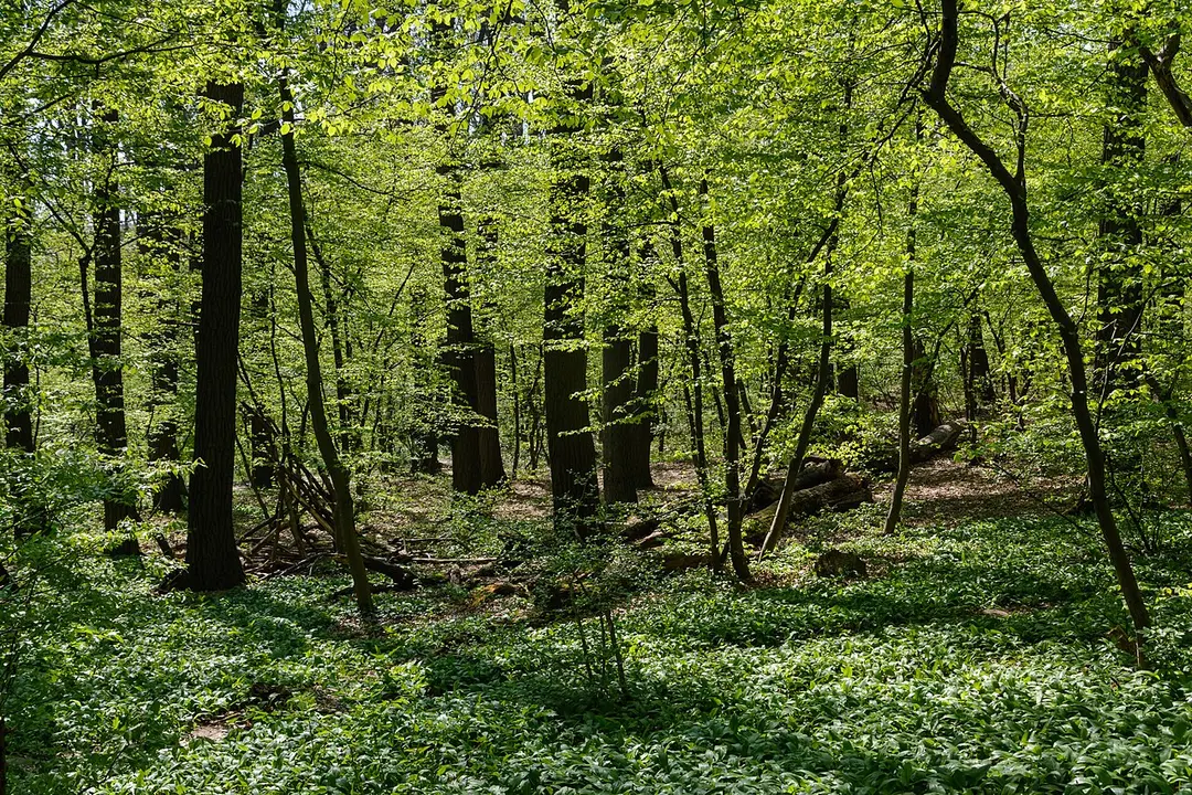 Gallitzinberg