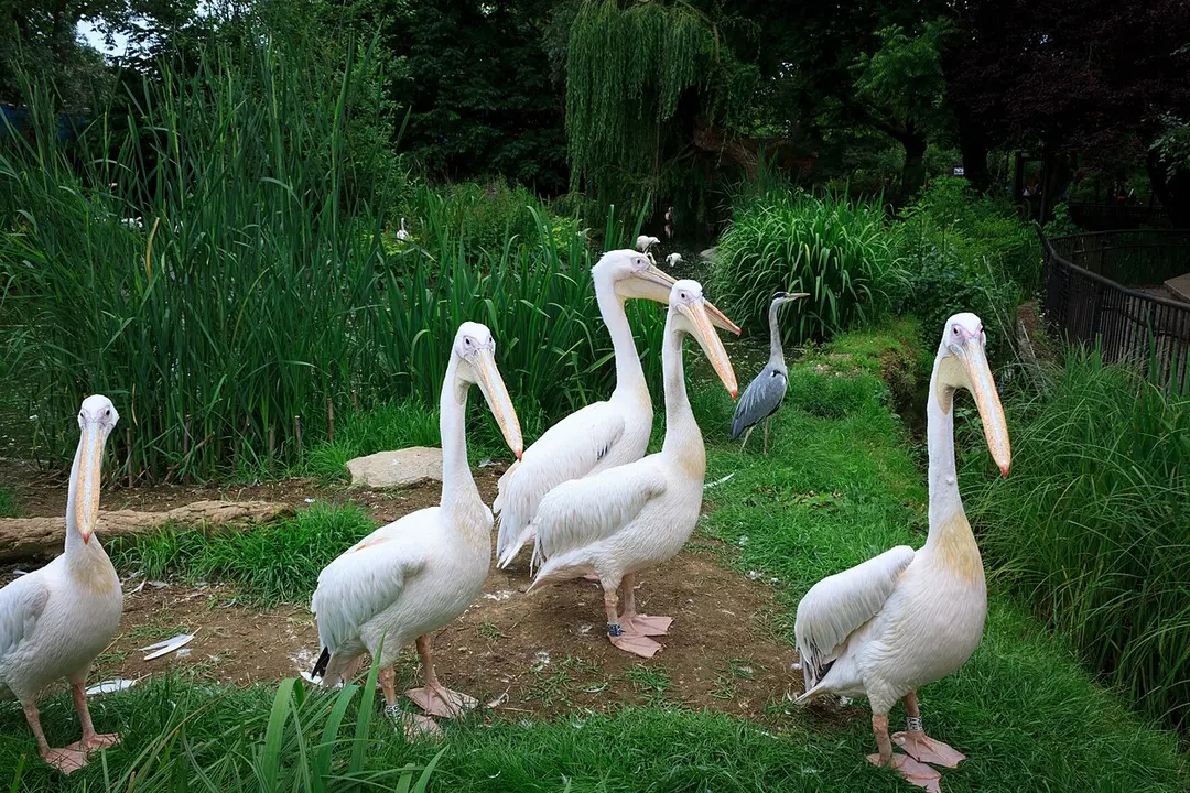 Londoner Zoo