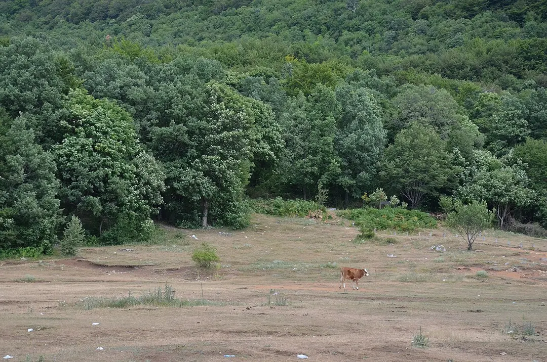 Mount Dajti