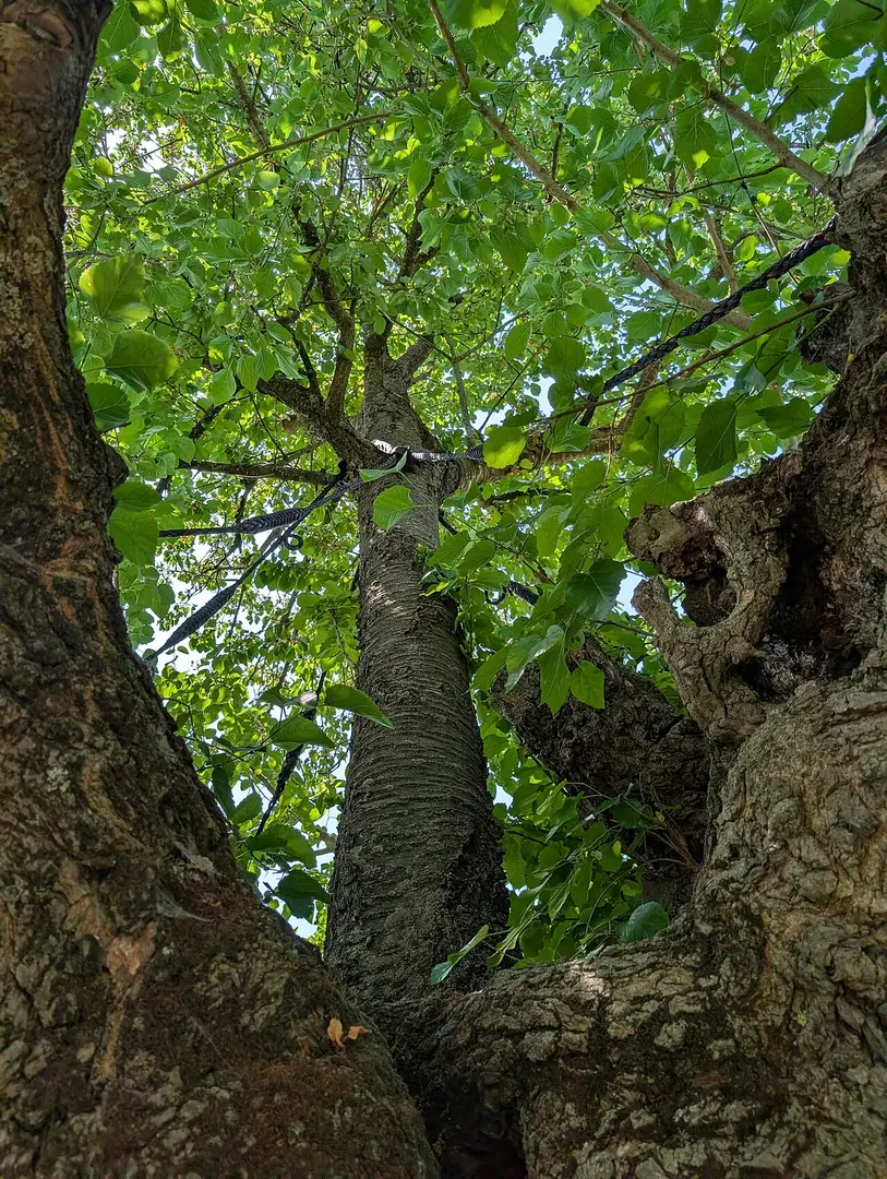 Bialbero di Casorzo