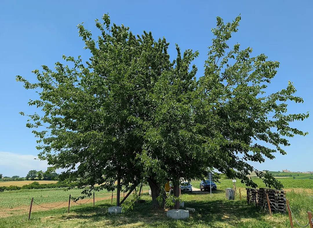 Bialbero di Casorzo