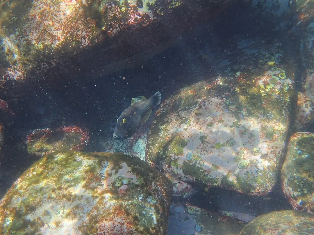 Cabbage Tree Bay Aquatic Reserve