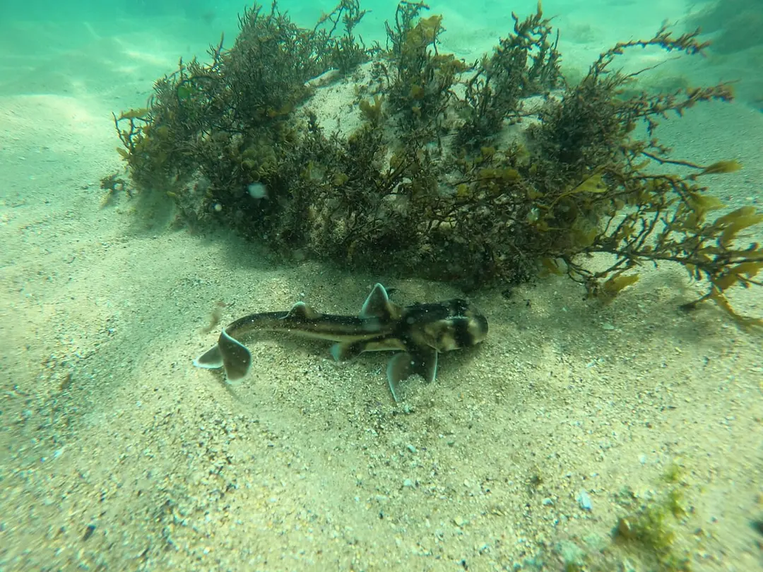 Cabbage Tree Bay Aquatic Reserve