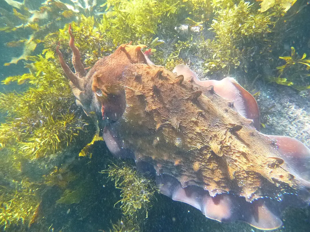 Cabbage Tree Bay Aquatic Reserve