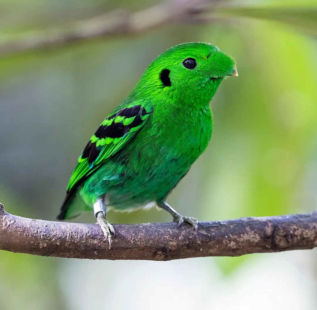 Bird Paradise