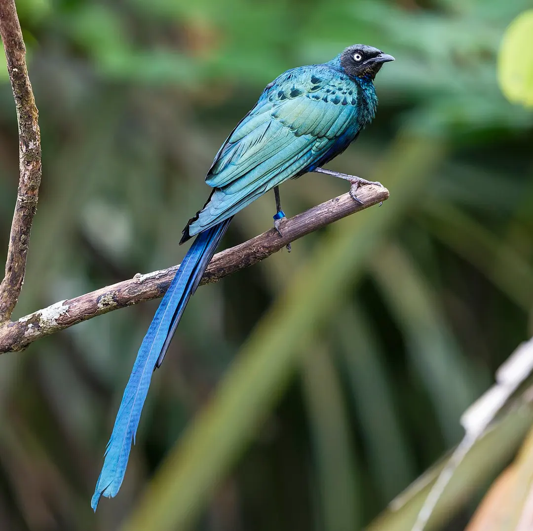 Bird Paradise