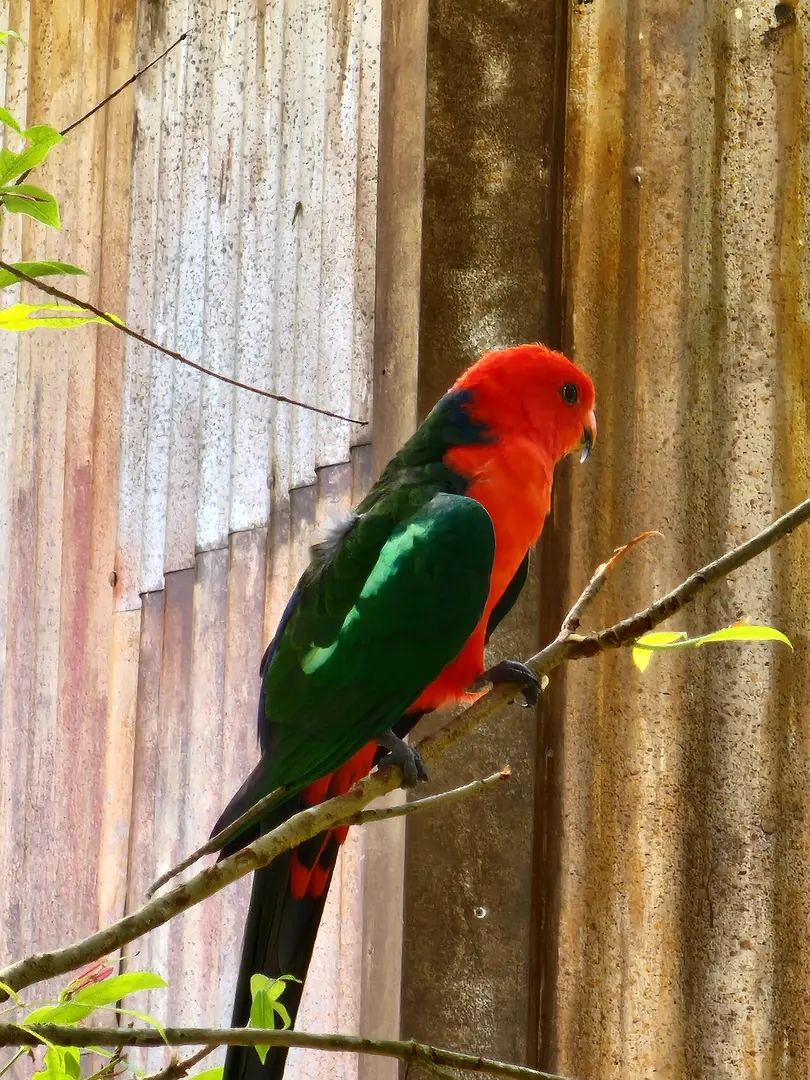 Bird Paradise
