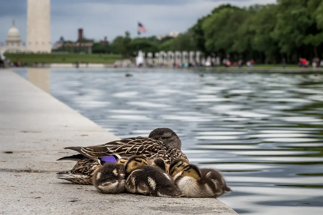 National Mall
