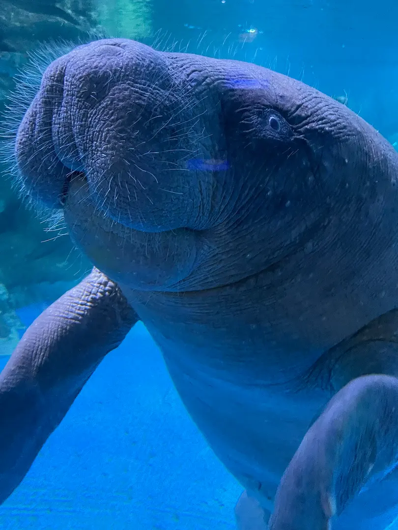 코엑스 아쿠아리움 (COEX Aquarium)