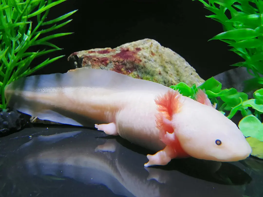 코엑스 아쿠아리움 (COEX Aquarium)