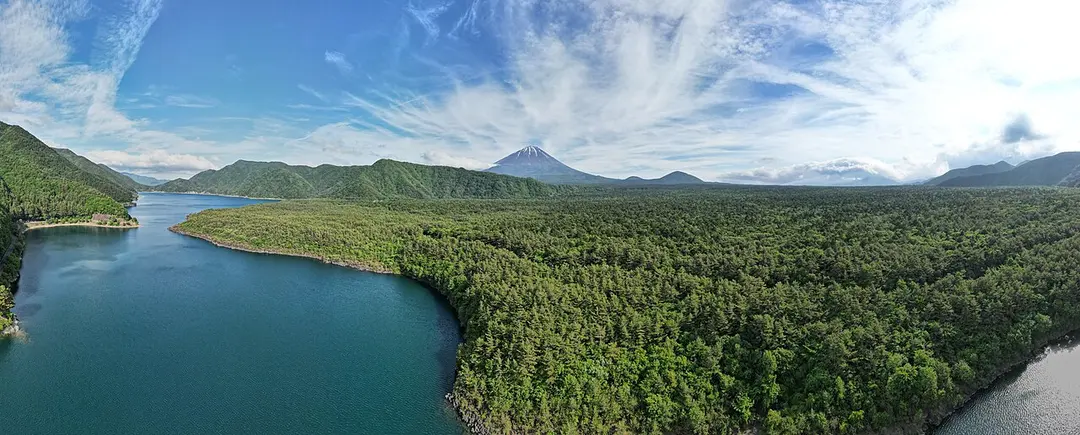 Aokigahara