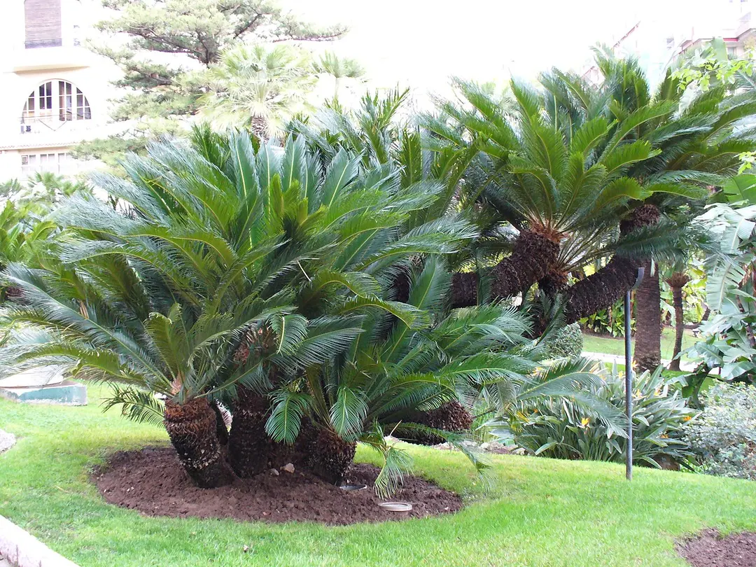 Exotischer Garten