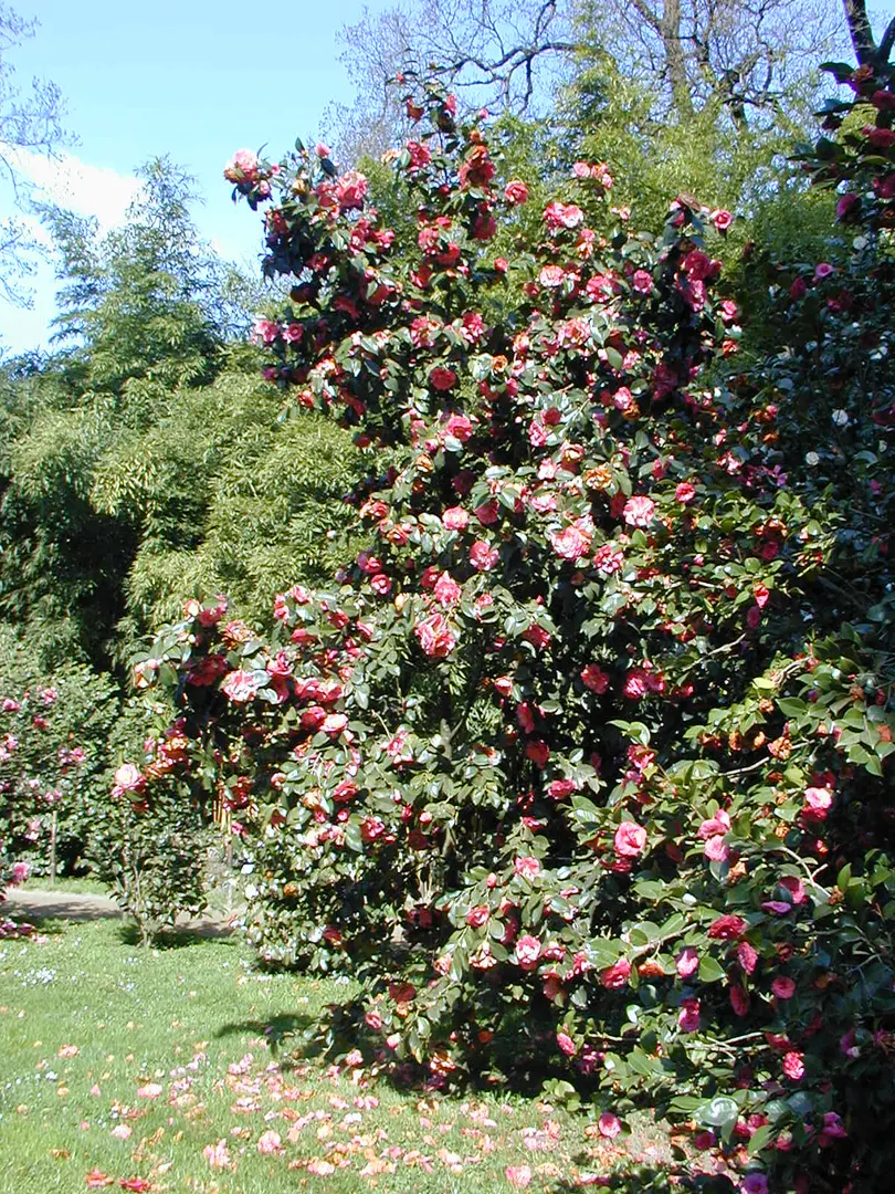 Bambouseraie d'Anduze